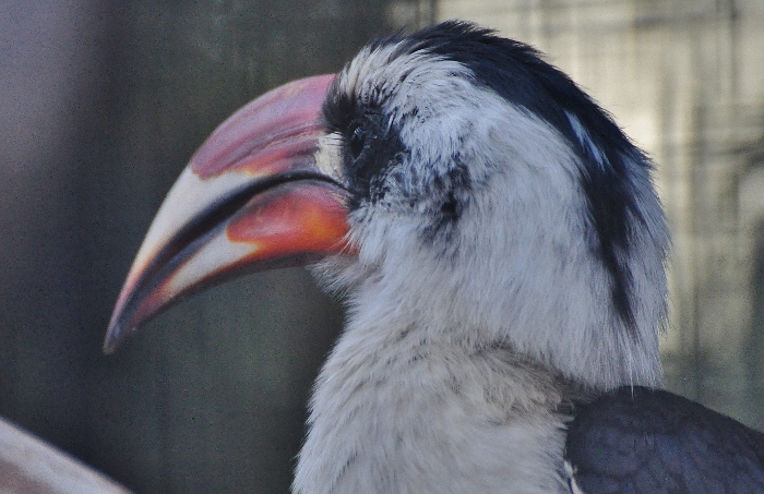 von der decken's hornbill